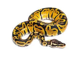 Python Regius Pastel : Guide Complet du Morph | FG Python – fg python