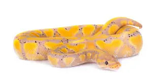 Python Regius Banana (Coral Glow) : Guide Complet du Morph | FG Python ...