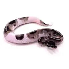 Achat python regius 2026 - Critères Qualités Eleveur | fg python – fg ...