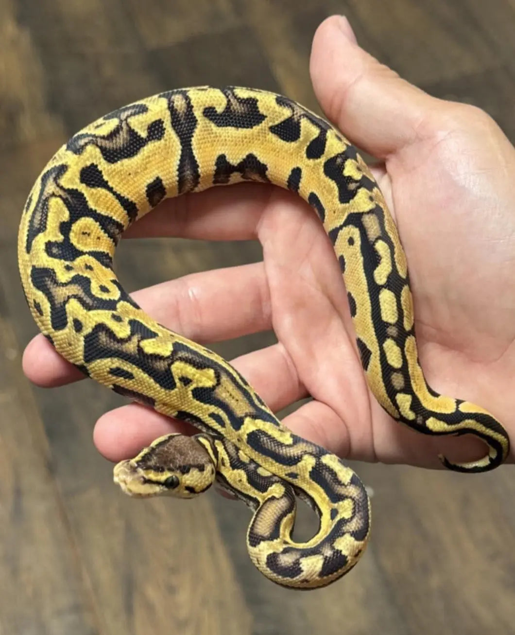 Python Regius Puzzle - Morphe Récessif Rare | FG Python – fg python