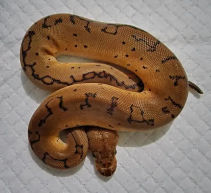 choisir son python regius