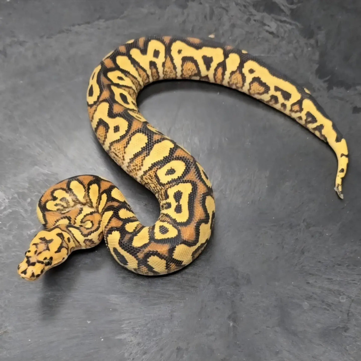 Python Regius Skeleton Guide d'Achat Python Regius : Choisir Votre Serpent| fg python – fg python