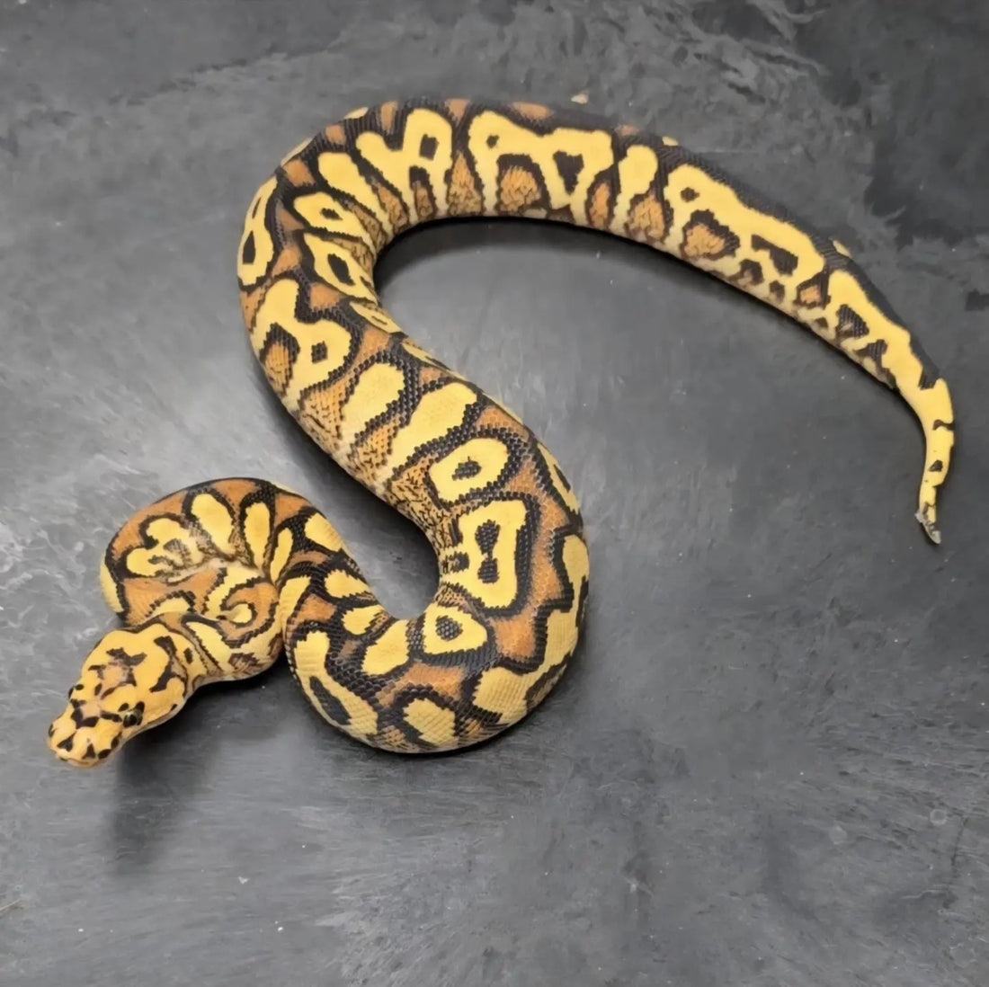 Python regius en bonne santé - Guide d'achat pour débutants