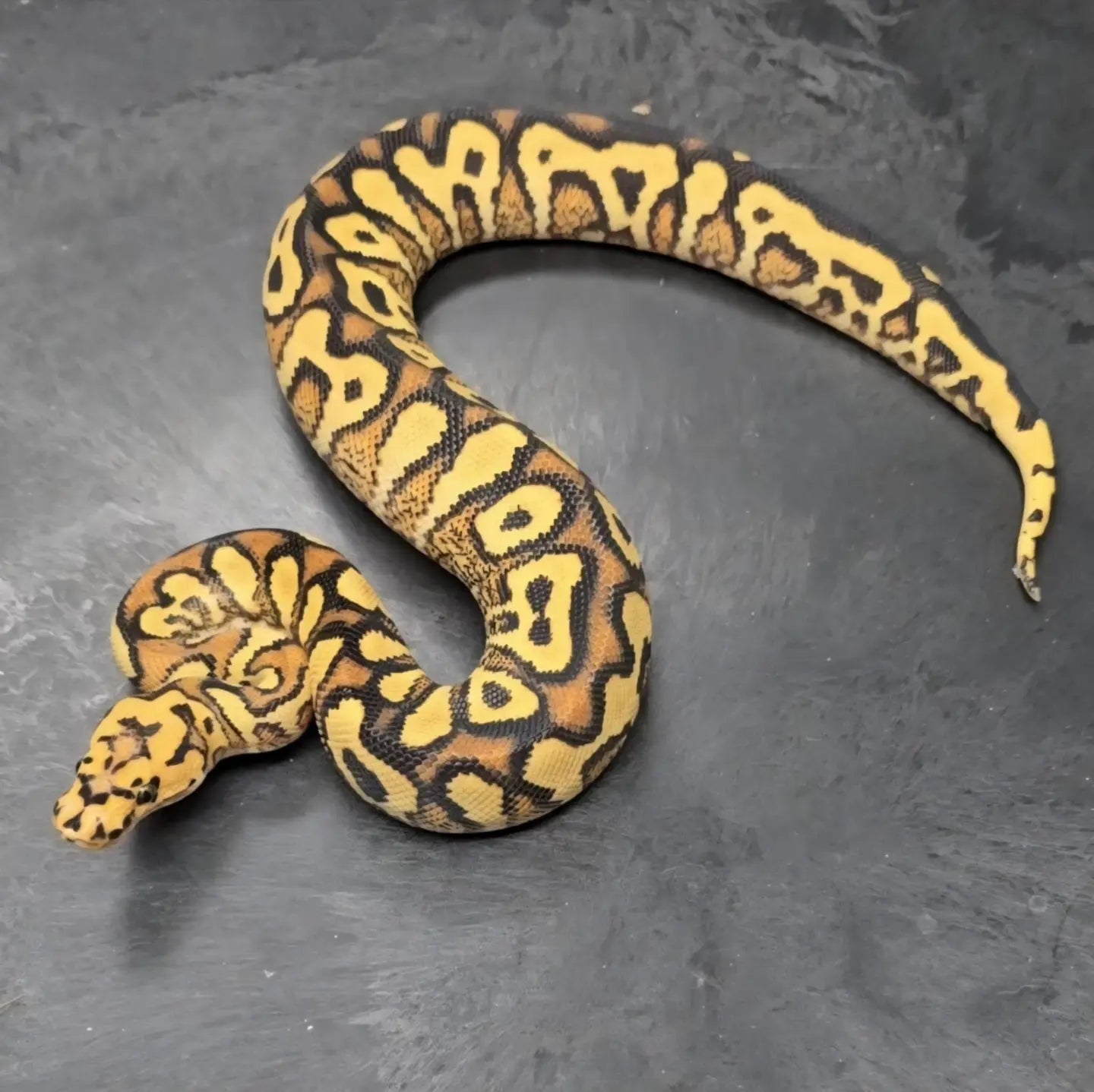 Python regius en bonne santé - Guide d'achat pour débutants