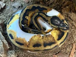 python regius piedball