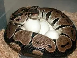 Œufs Python regius en incubation - Guide reproduction éleveur