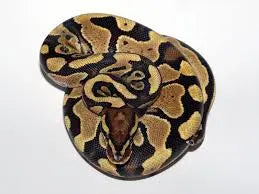python regius fire