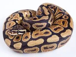 python regius spotnose