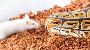 python regius proie