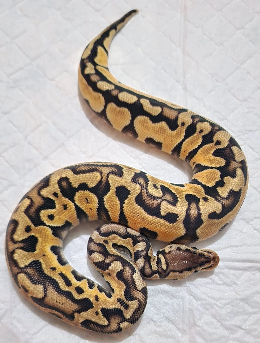 Python regius pastel puzzle femelle fg python