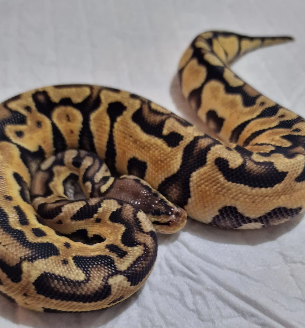 Python regius pastel puzzle femelle fg python