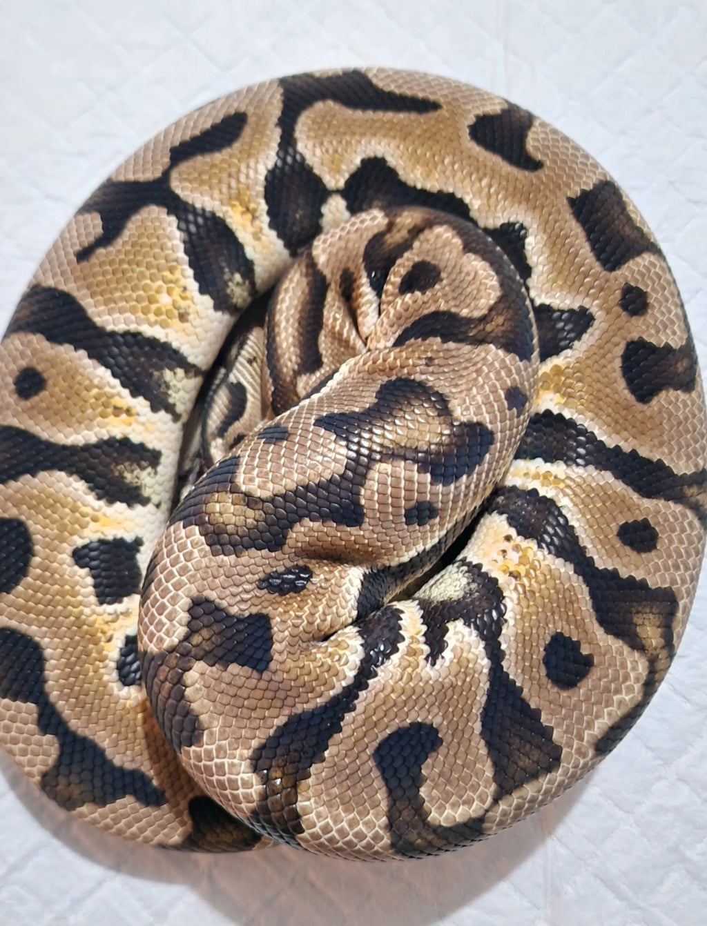 Python regius pastel puzzle Mâle fg python