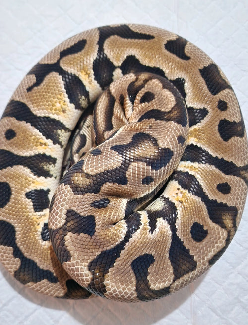 Python regius pastel puzzle Mâle fg python