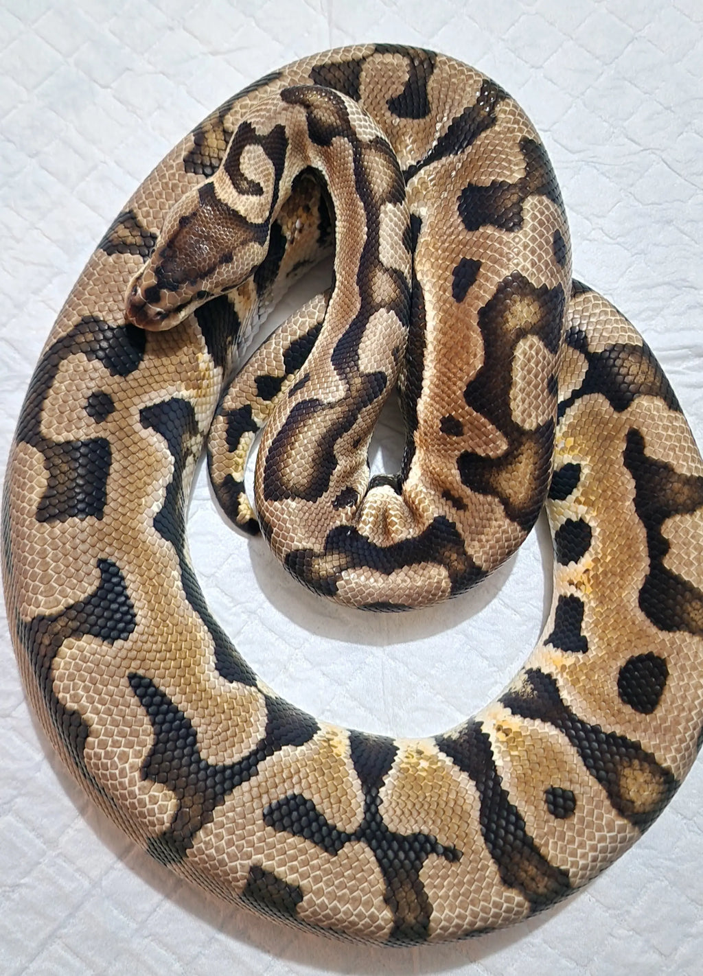 Python regius pastel puzzle Mâle fg python