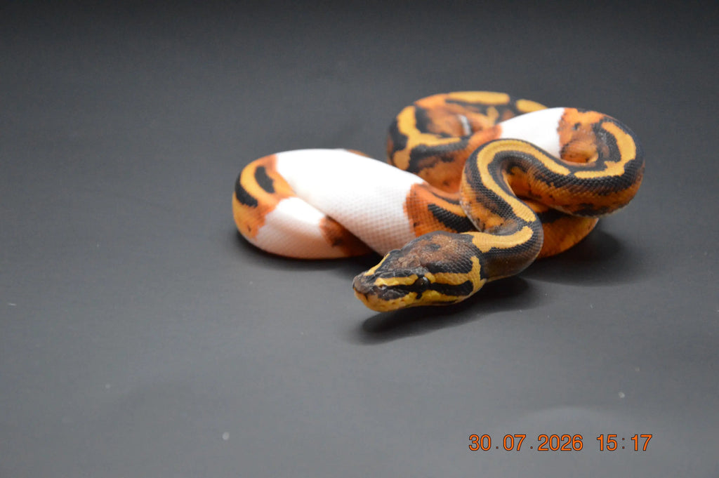 Python regius pied het clown 100% poss orange dream