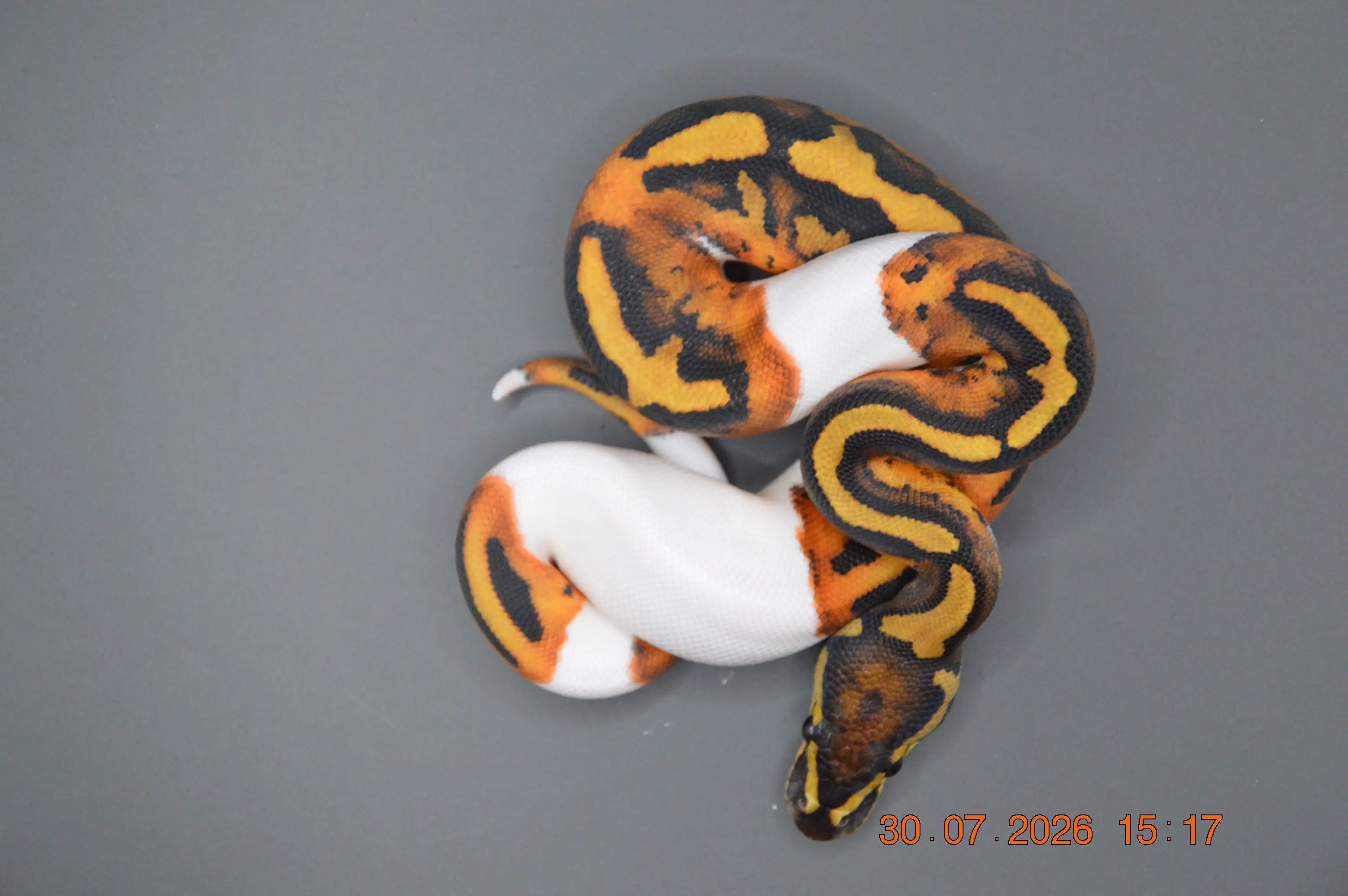 Python regius pied het clown 100% poss orange dream