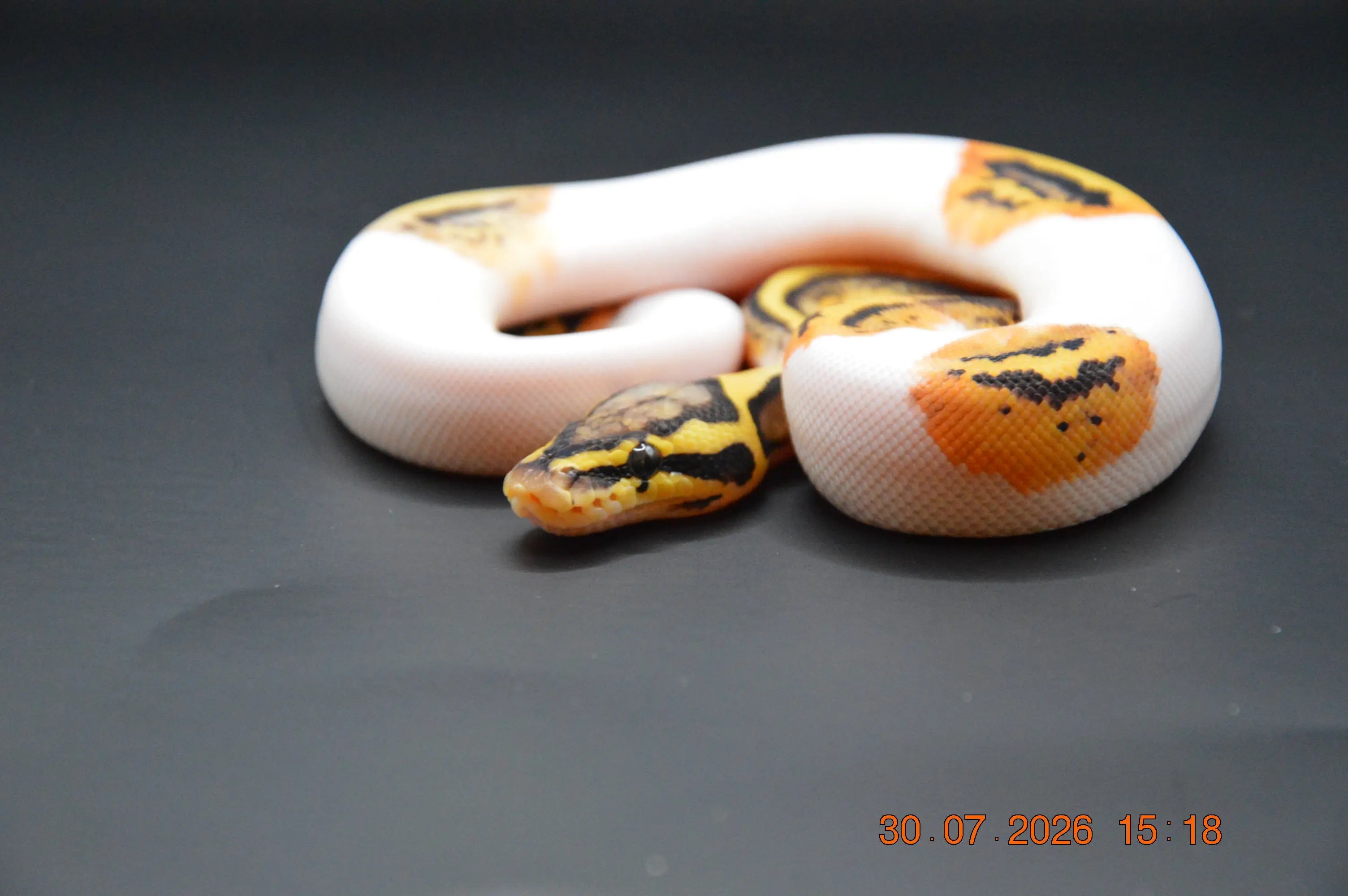 Python regius pied pastel het clown 100% poss orange dream