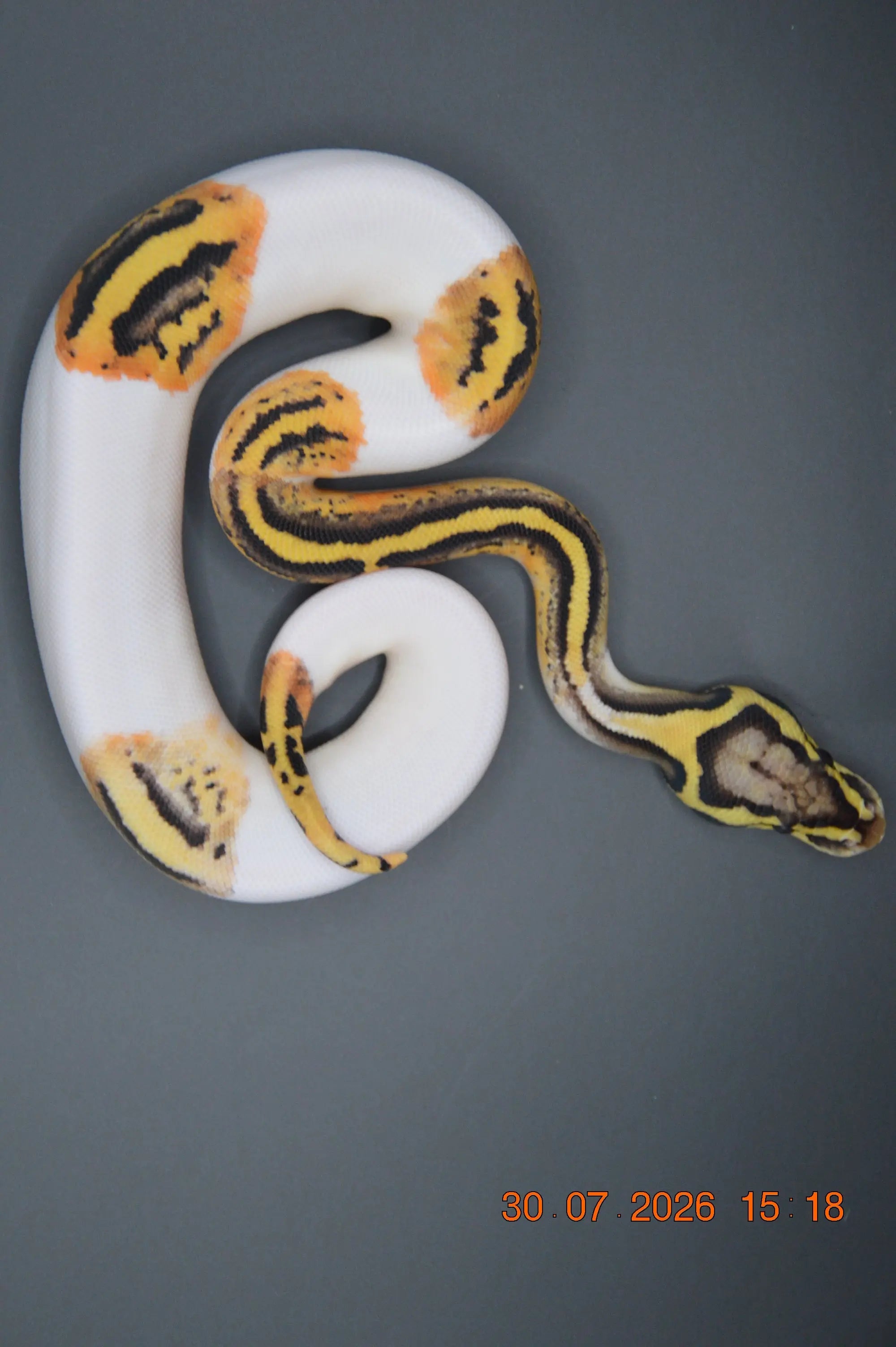 Python regius pied pastel het clown 100% poss orange dream