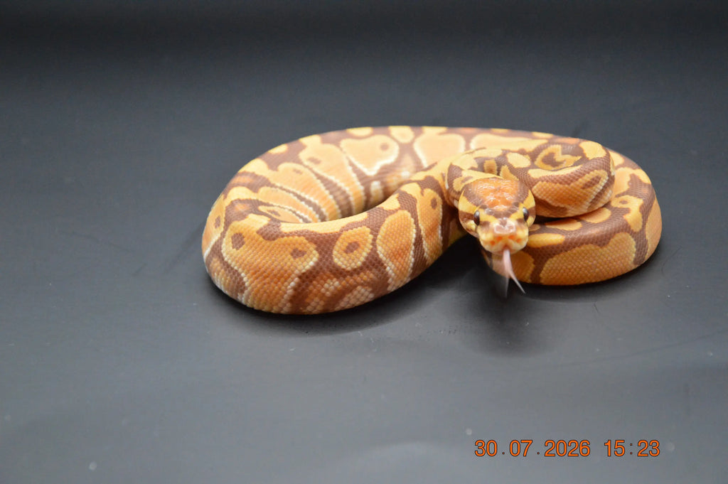 Python regius ultramel mâle