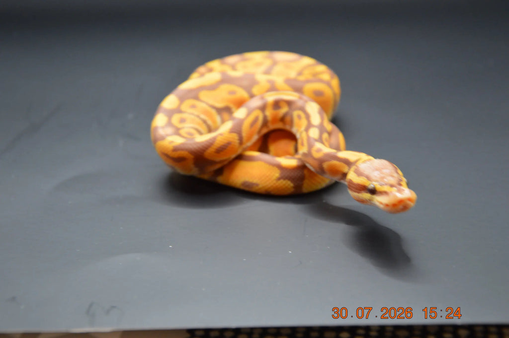 Python regius ultramel mâle