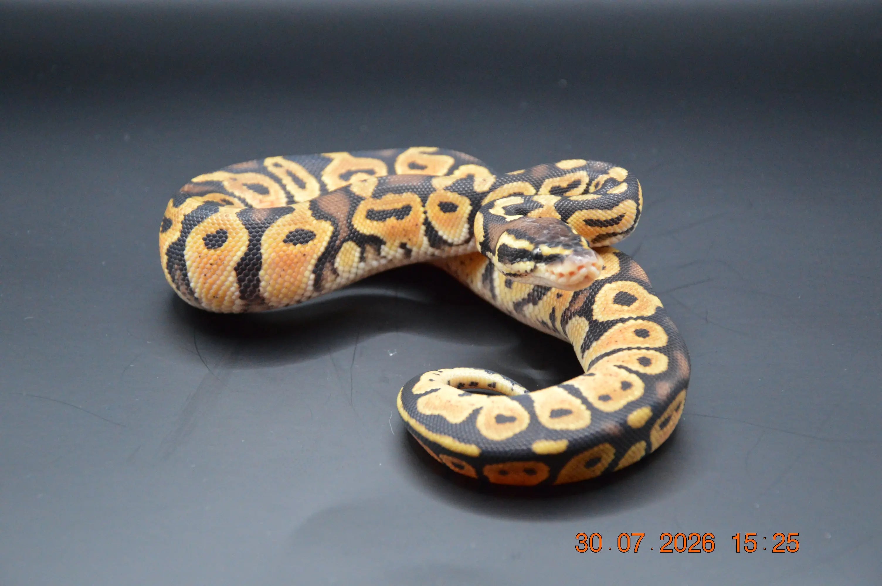 Python regius pastel het ultra 50% femelle
