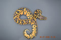 Python regius pastel het ultra 50% femelle