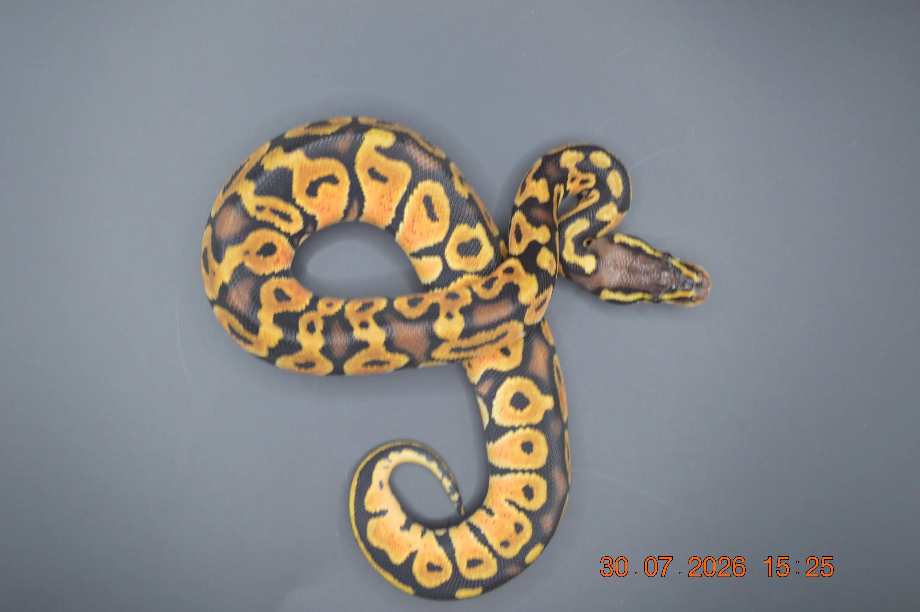 Python regius pastel het ultra 50% femelle