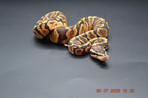Python regius GHI Het ultra 50% mâle