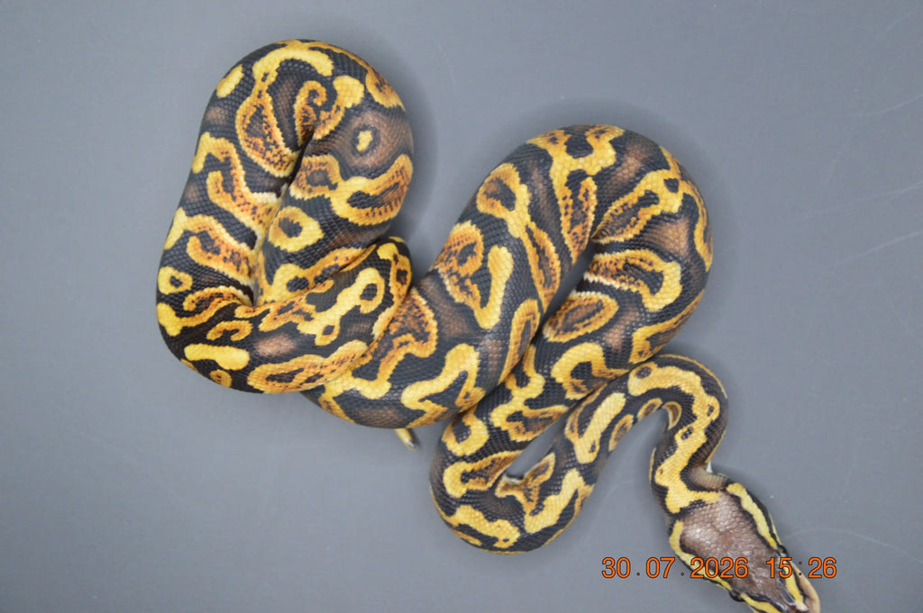 Python regius GHI Het ultra 50% mâle
