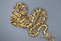 Python regius GHI Het ultra 50% mâle
