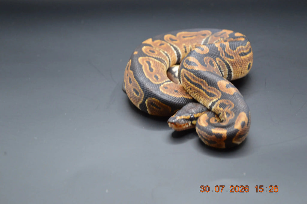 Python regius DH pied axantic vpi 100% mâle