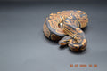 Python regius DH pied axantic vpi 100% mâle