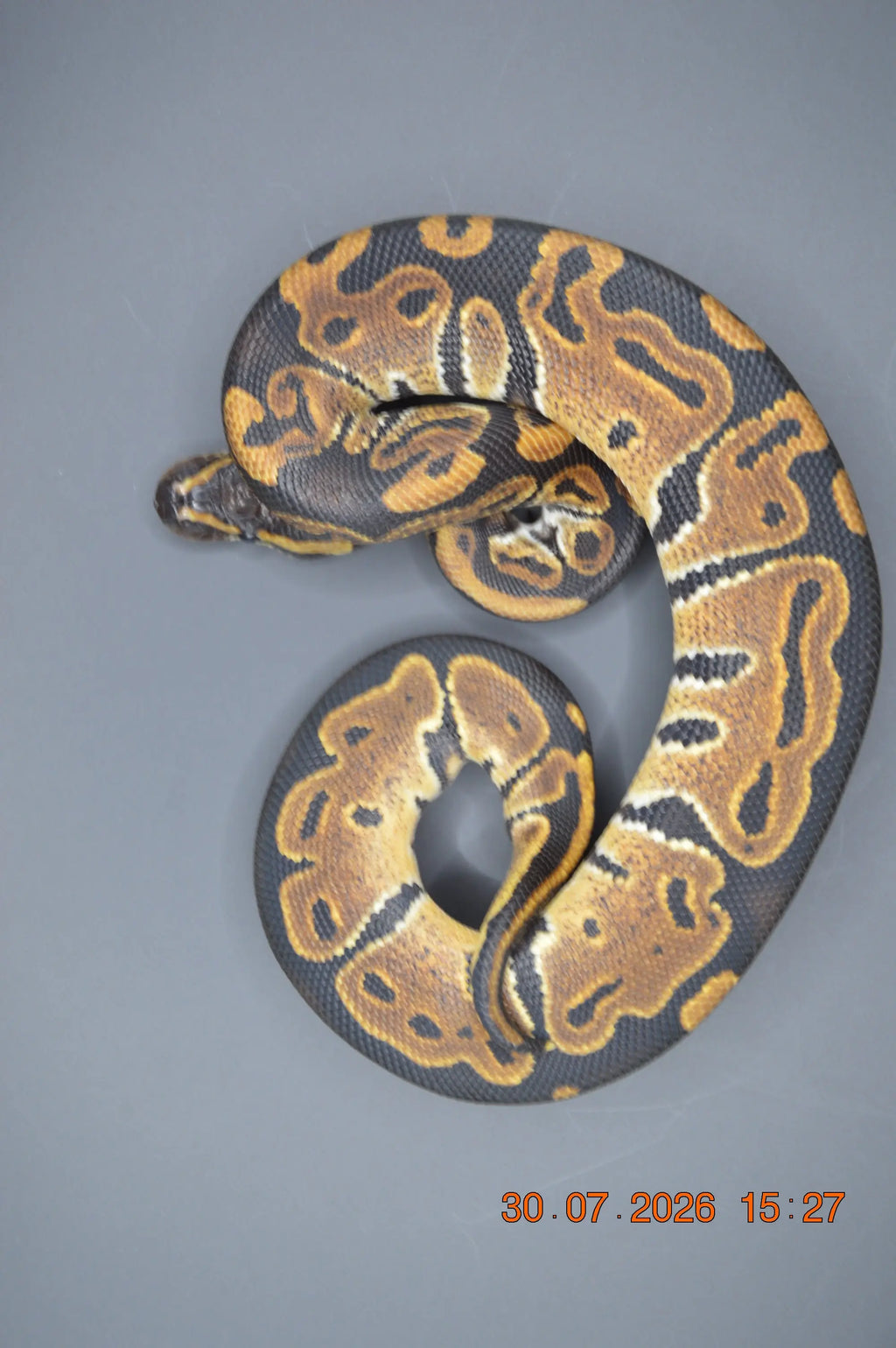 Python regius DH pied axantic vpi 100% mâle