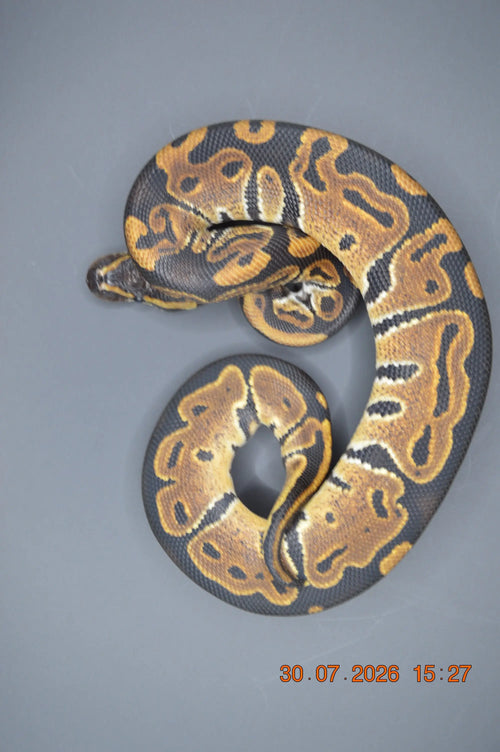Python regius DH pied axantic vpi 100% mâle