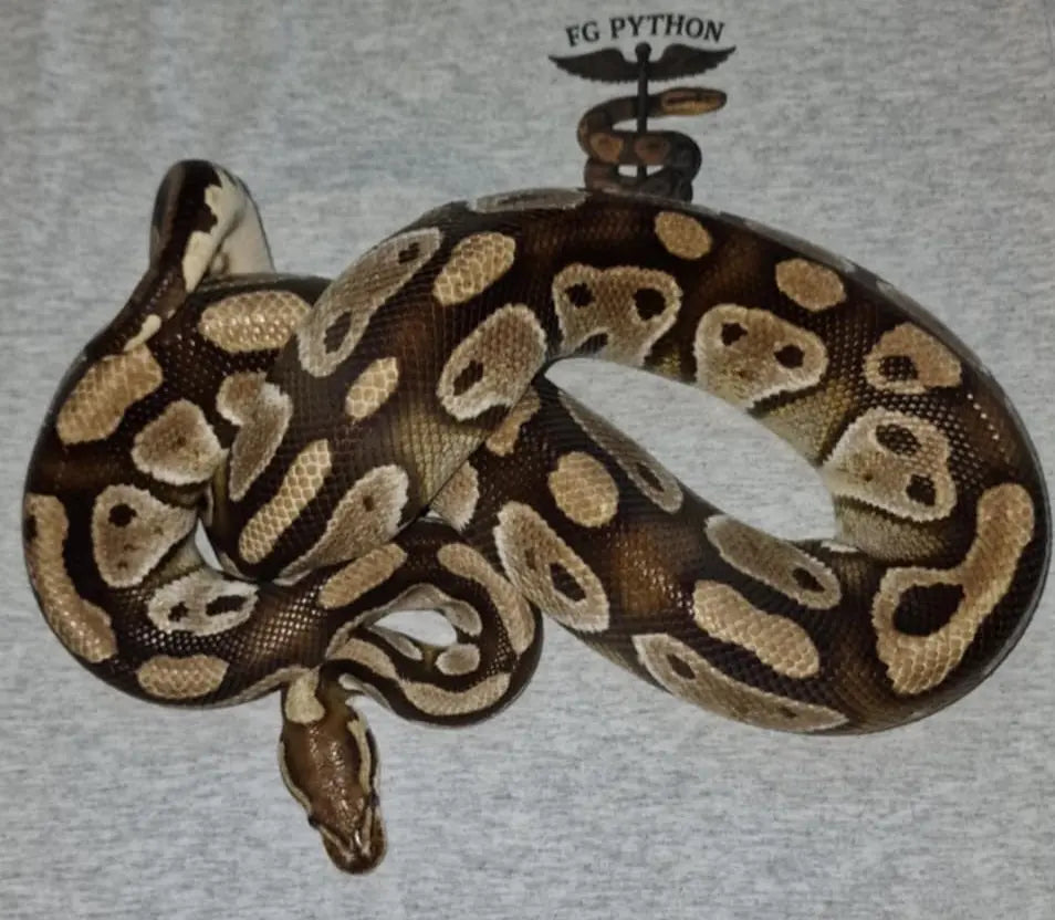 Python regius butter het clown het désert ghost fg python