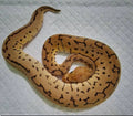 python regius spotnose pinstripe clown mâle fg python
