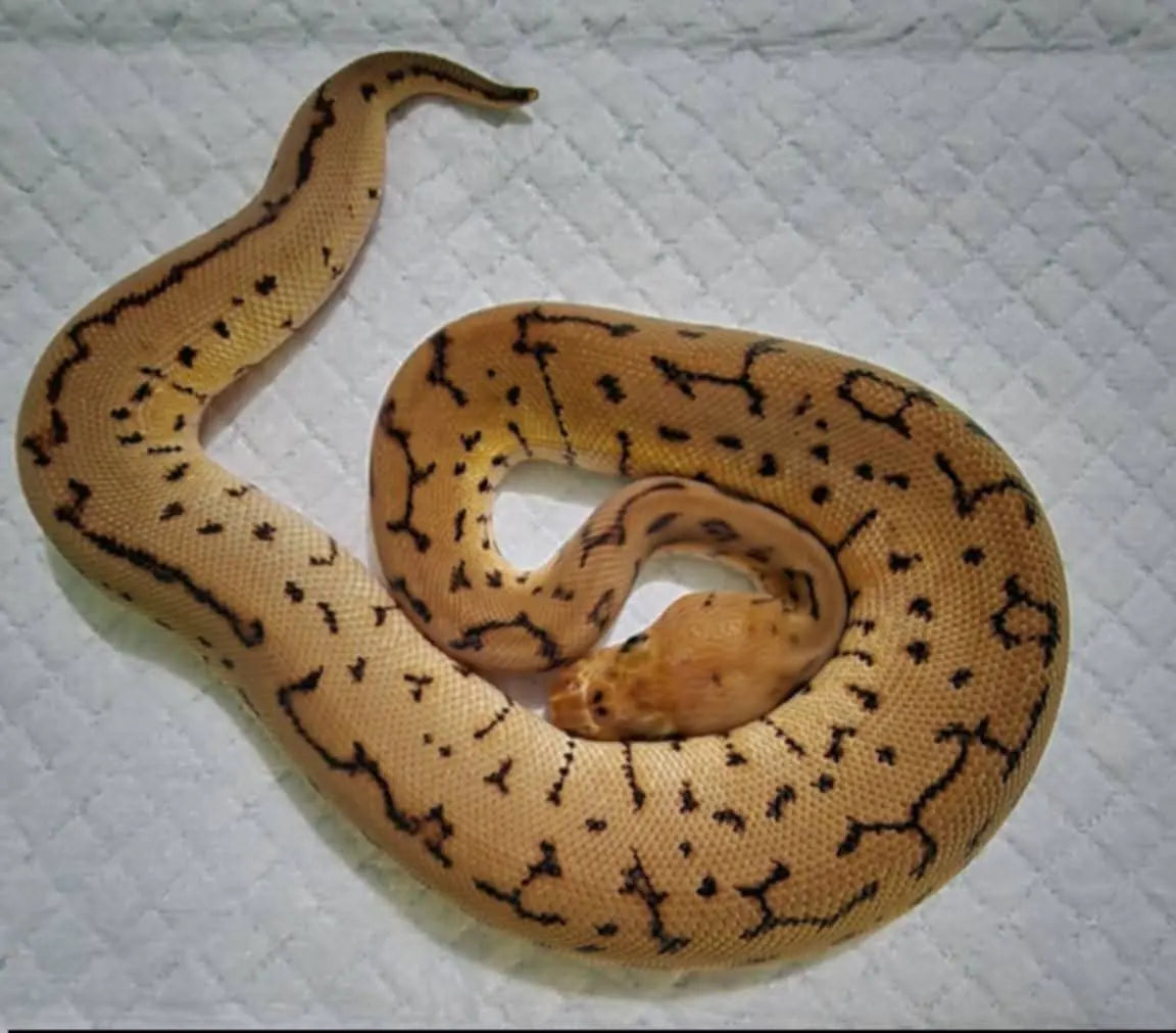 Python Regius Spotnose : Guide Complet du Morph – fg python