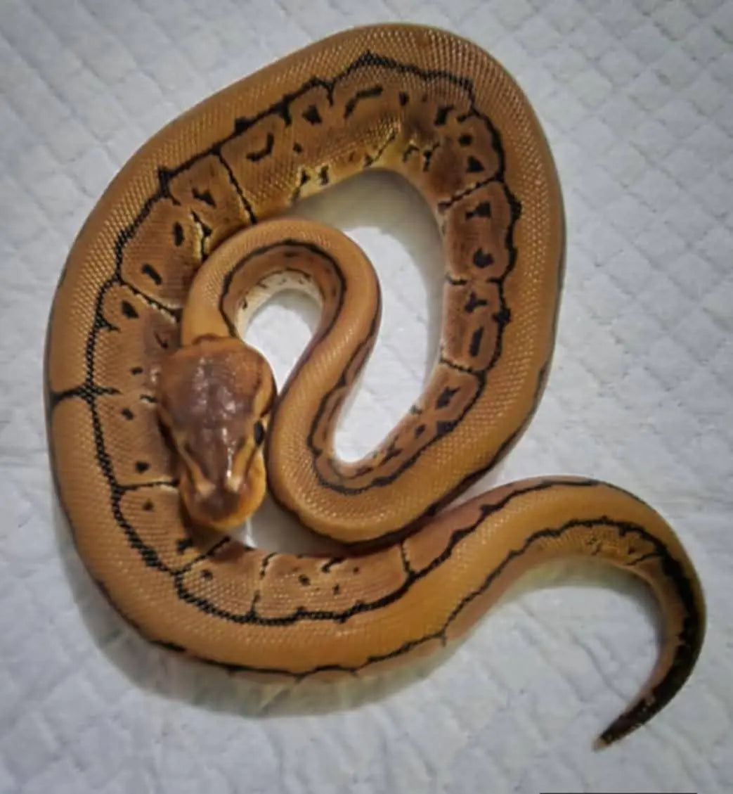 Python regius pinstripe het clown mâle fg python