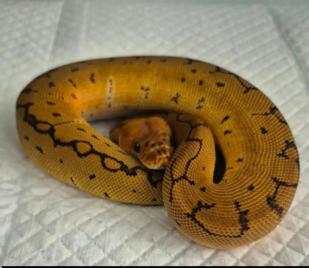 Python regius pinstripe clown mâle fg python