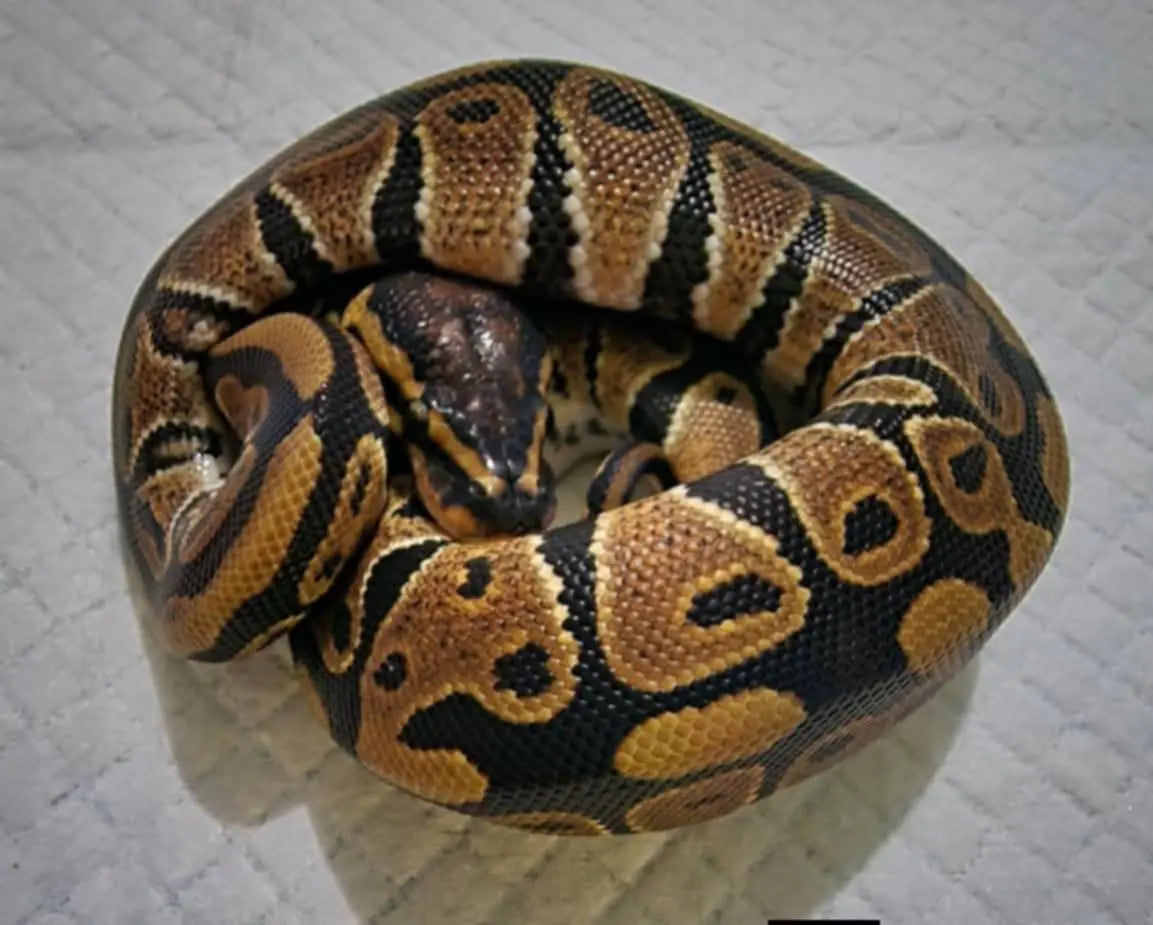 python regius het clown mâle fg python