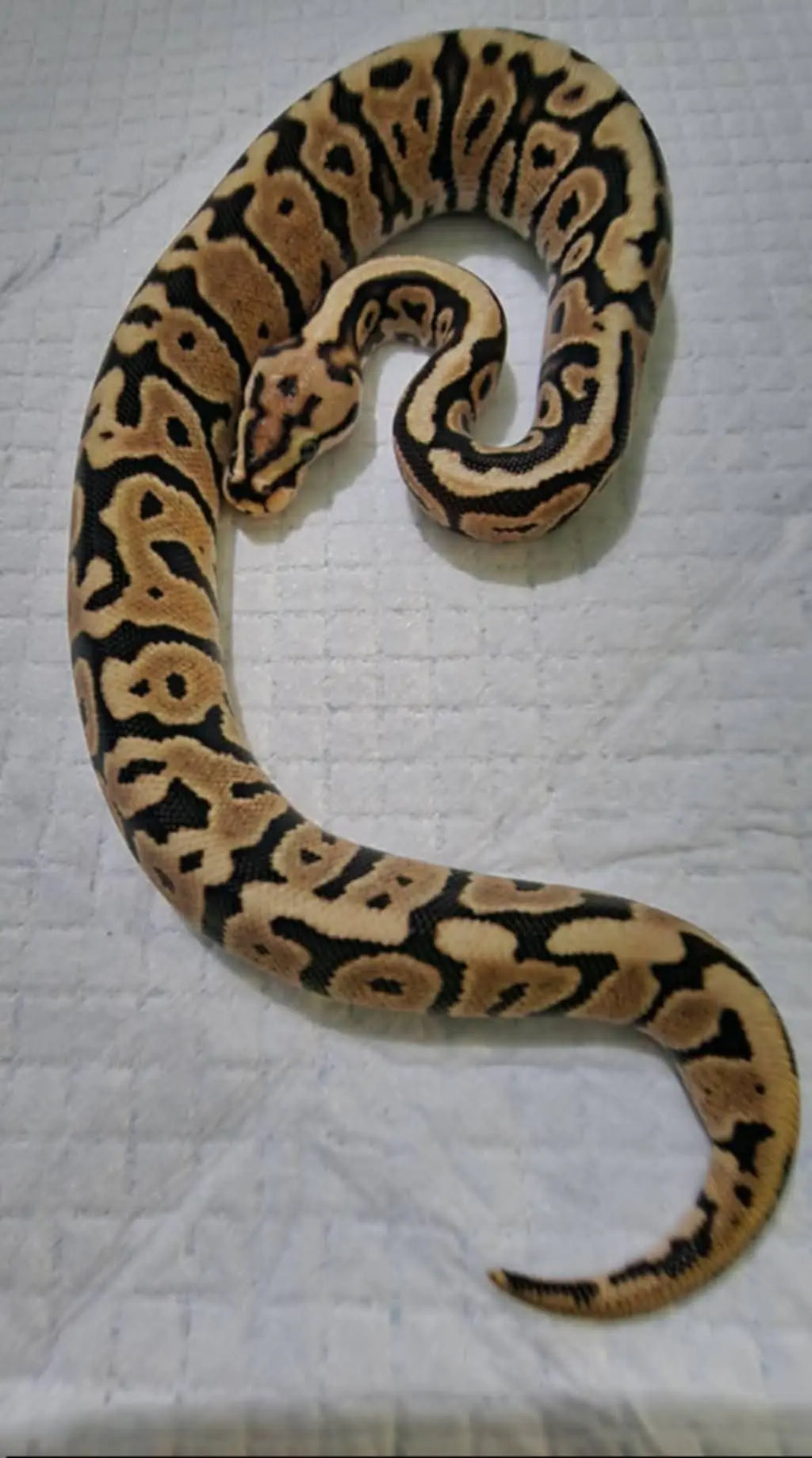 Python regius spotnose fire het clown fg python
