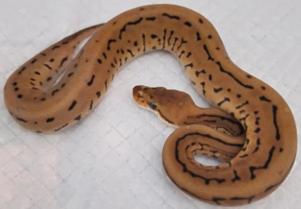 pinstripe léopard spotnose het clown