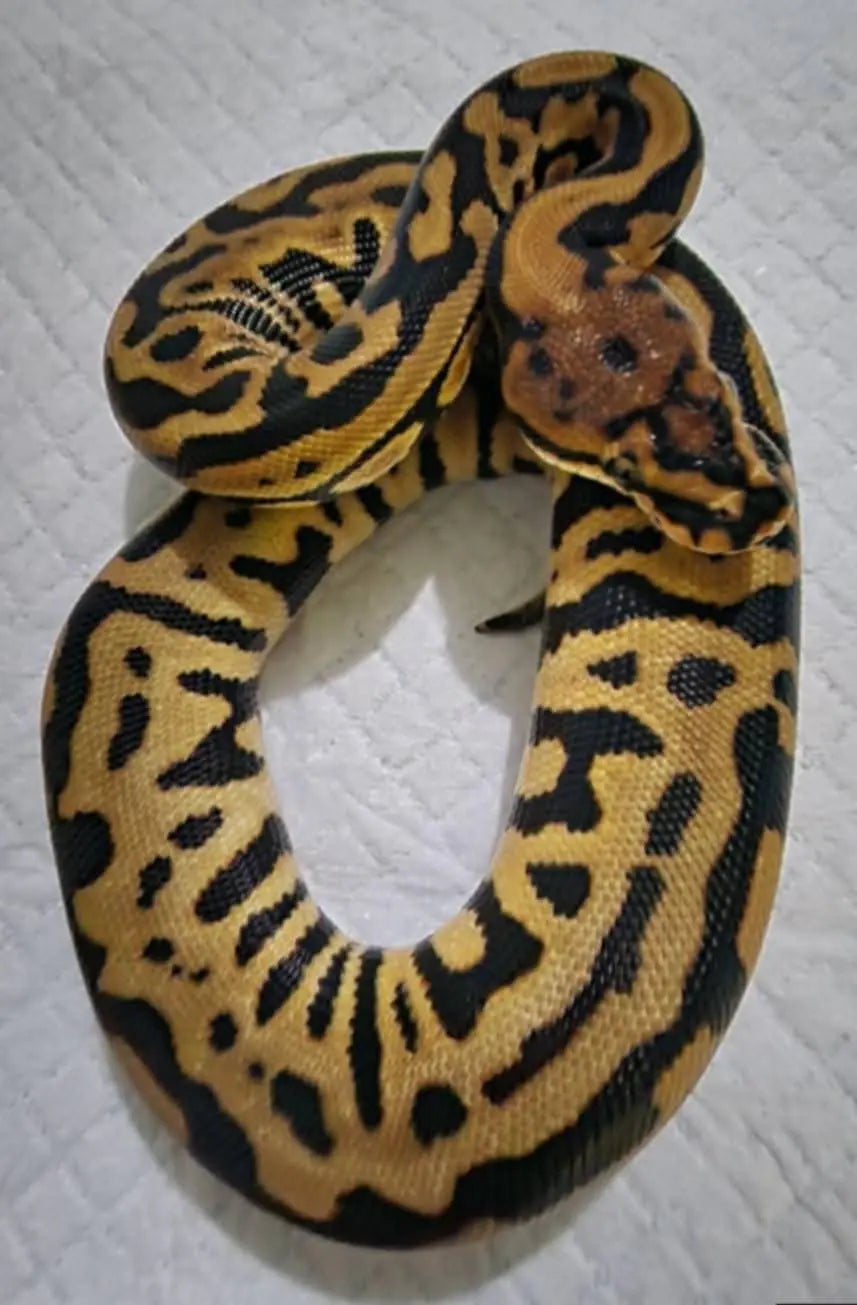 Achat python regius léopard redstripe spotnose het clown femelle fg python