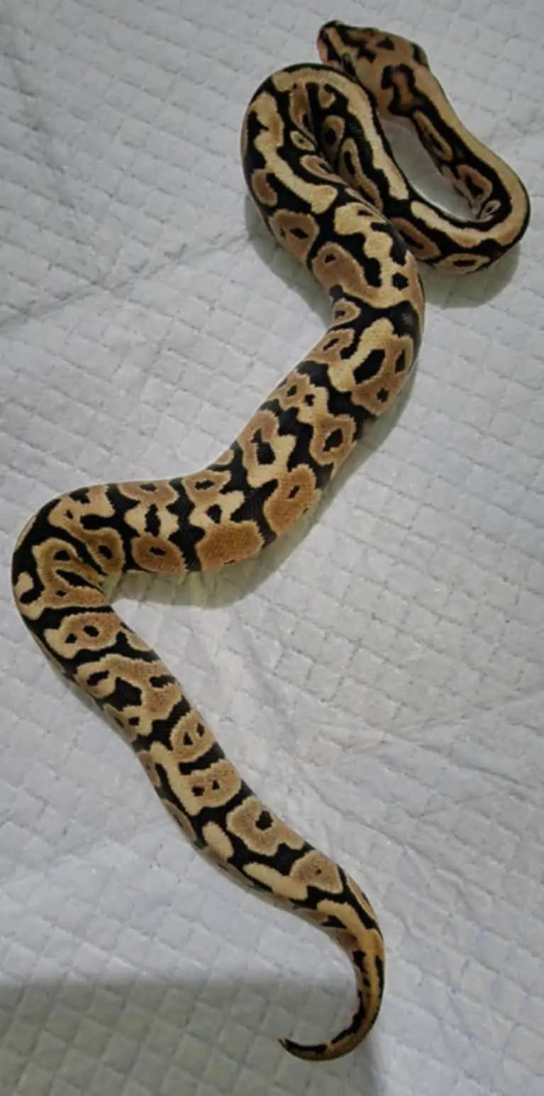 Python regius spotnose fire het clown fg python