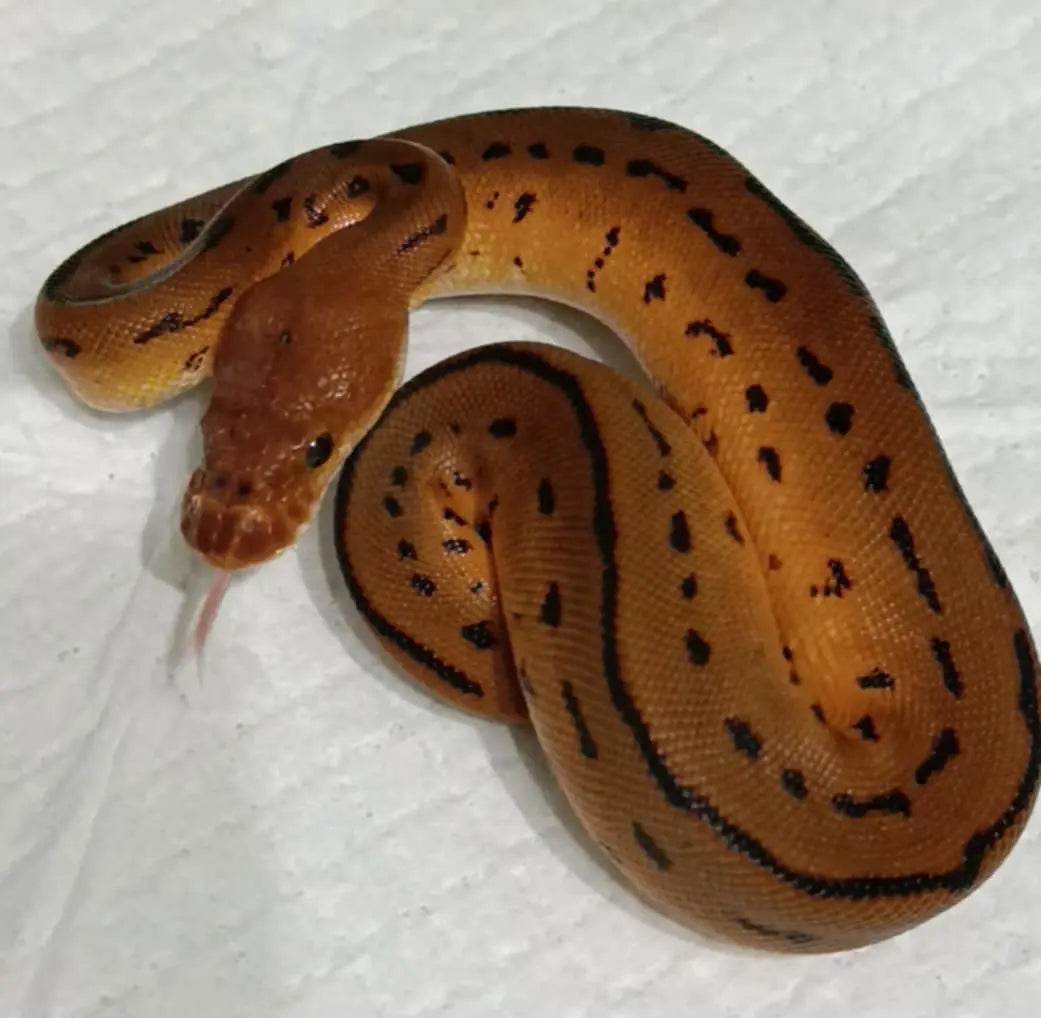Python Regius Fire : Guide Complet du Morph – fg python