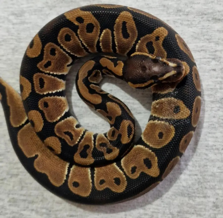 Python regius scaleless head mâle fg python