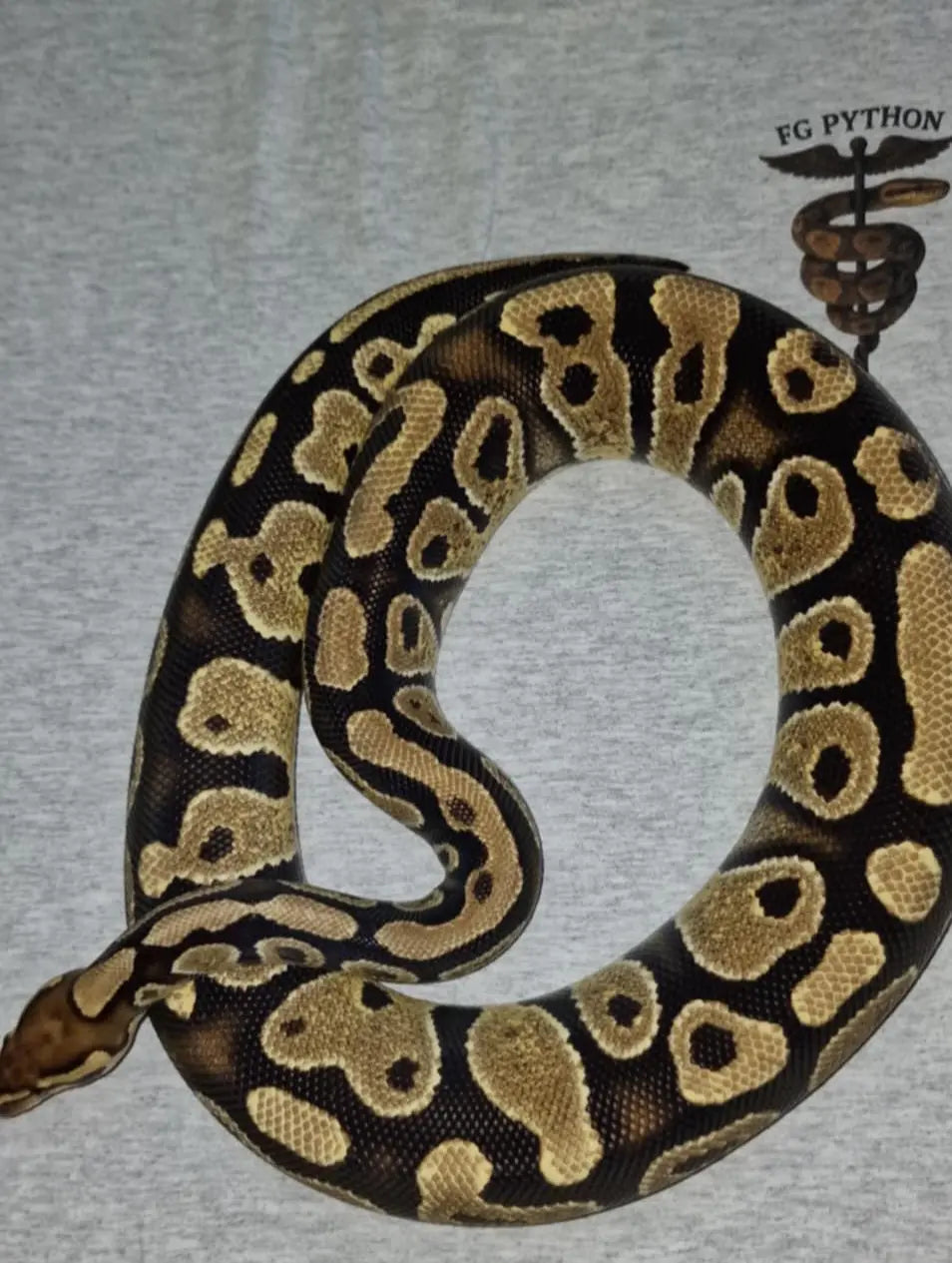 Python regius fire het clown fg python