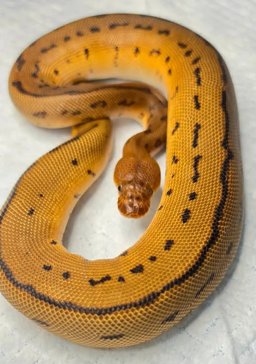 Python regius batman pinstripe mâle