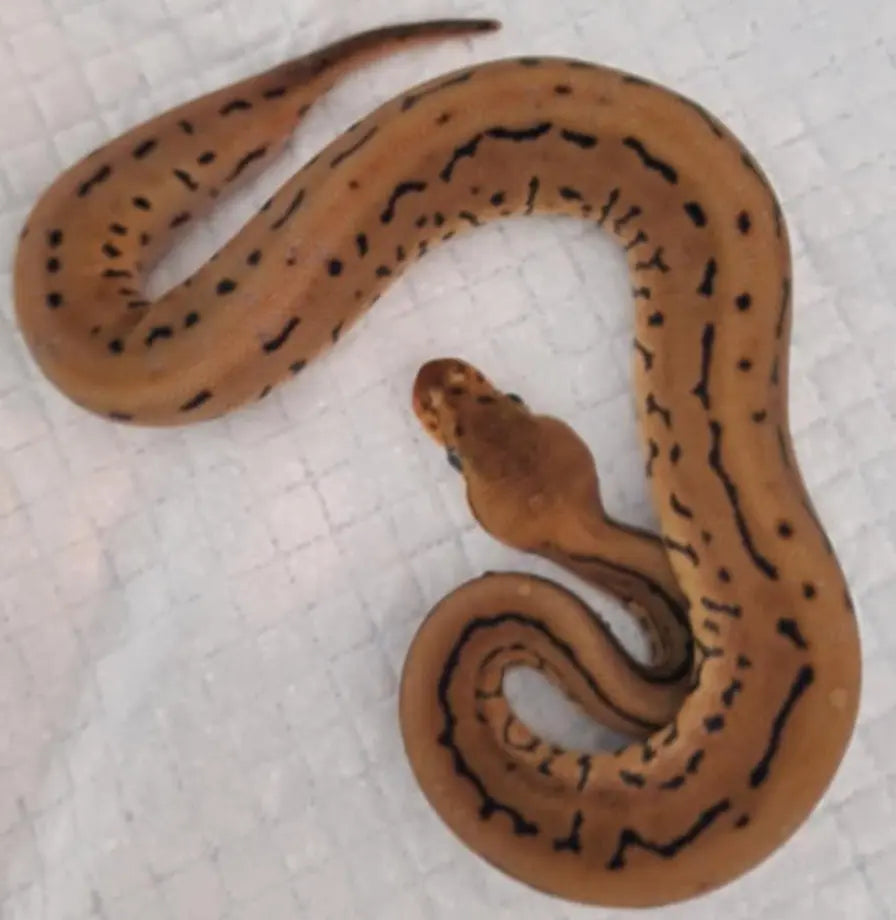 pinstripe léopard spotnose het clown