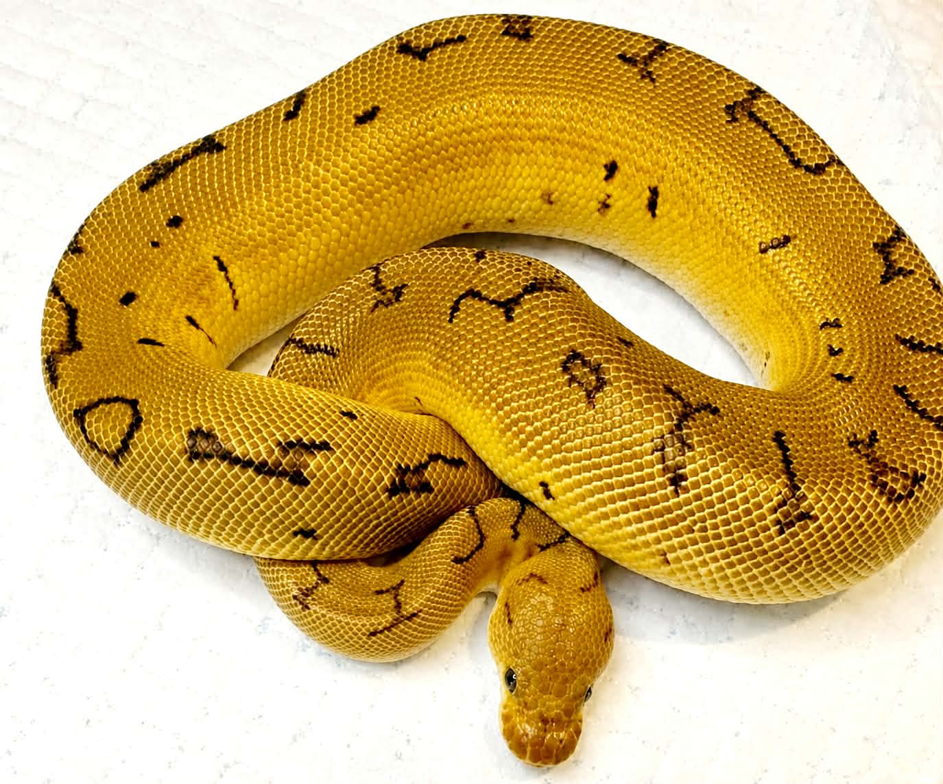 Python regius pinstripe clown mâle